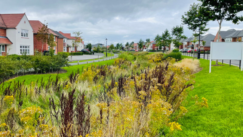 Houses and planting